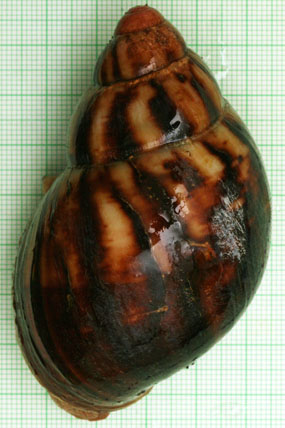 Archachatina marginata egregia Cameroon